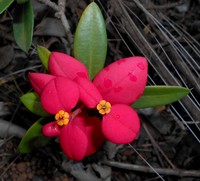 Euphorbia helenae