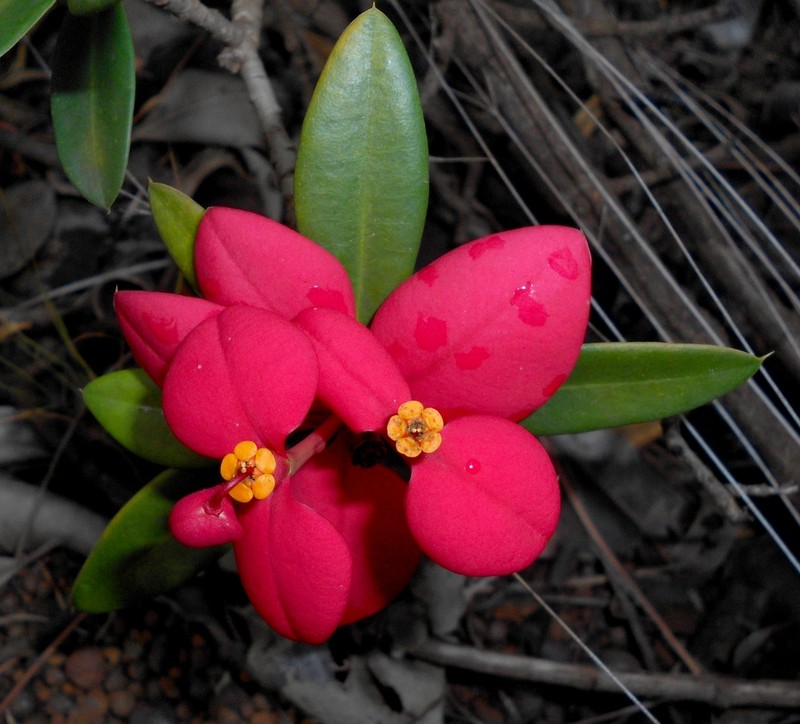 Euphorbia helenae
