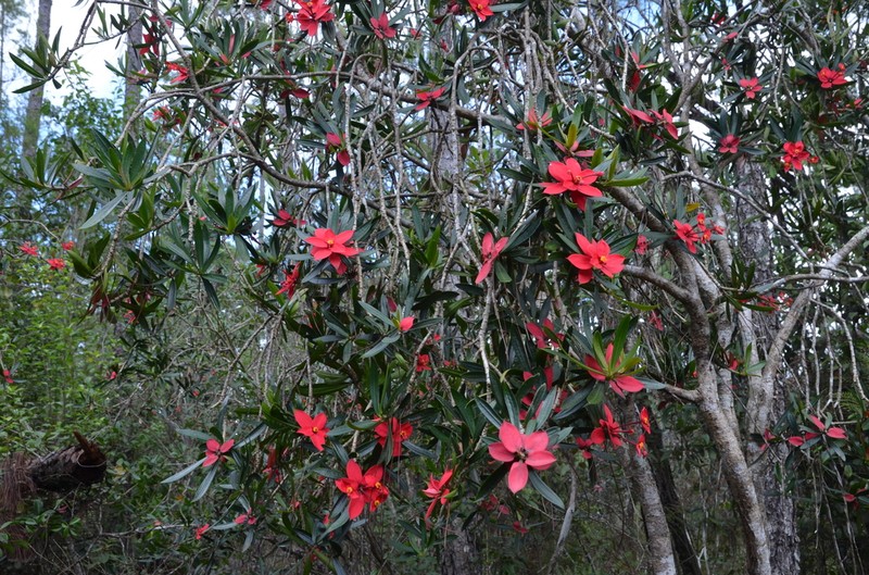 Euphorbia helenae photo 2