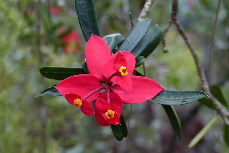 Euphorbia helenae photo 3