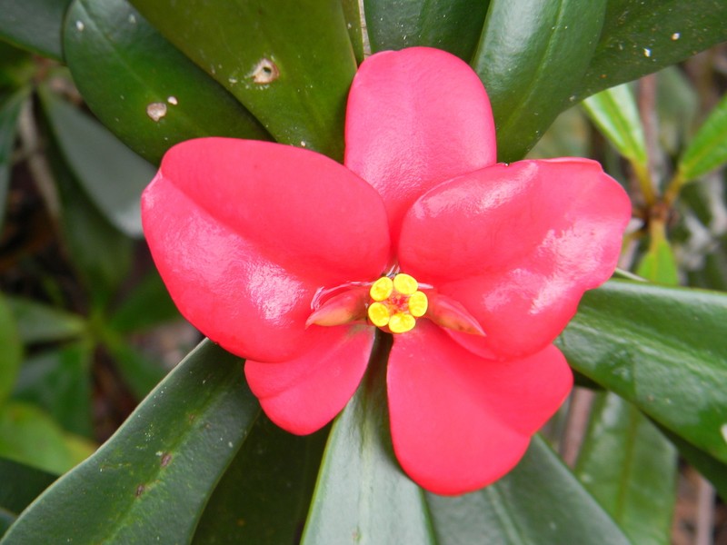 Euphorbia helenae photo 4