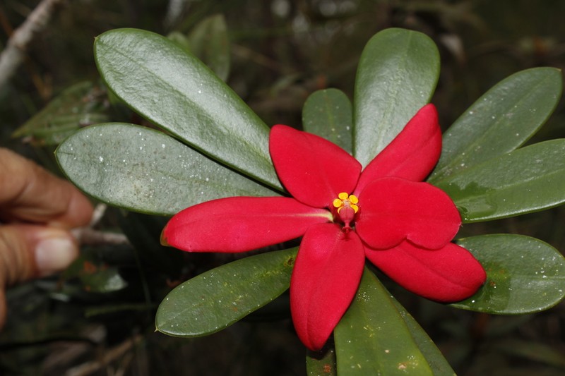 Euphorbia helenae photo 5