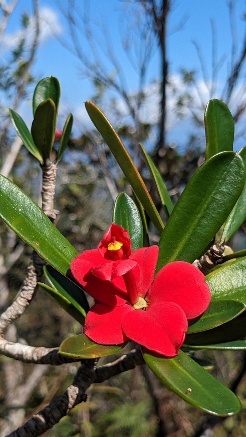 Euphorbia helenae photo 6