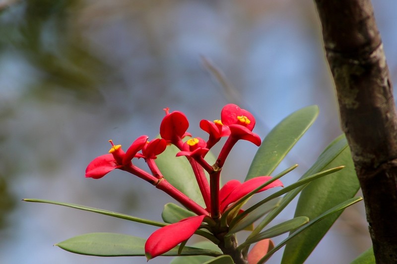 Euphorbia helenae photo 7