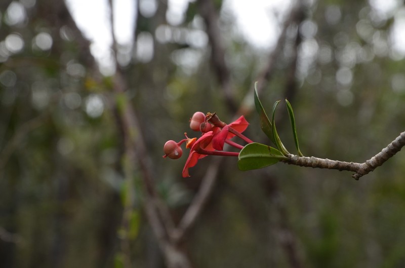 Euphorbia helenae photo 8