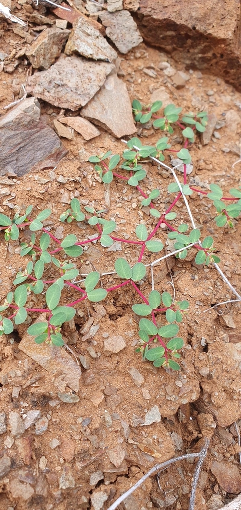 Euphorbia heleniana