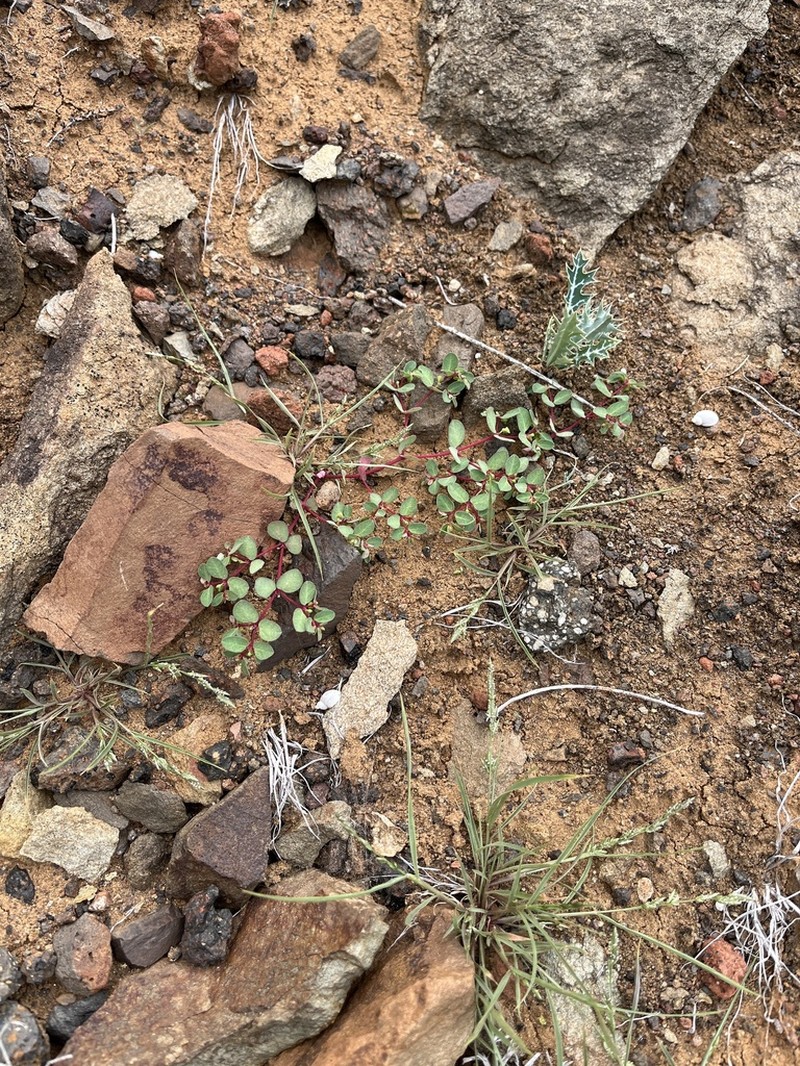 Euphorbia heleniana photo 2