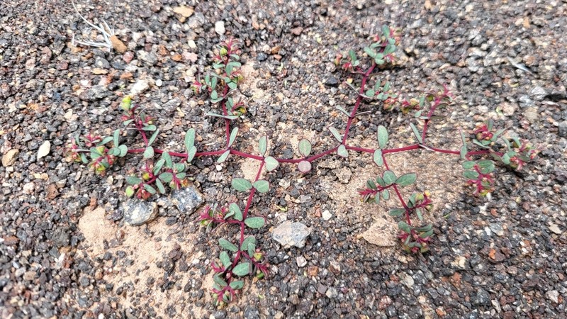 Euphorbia heleniana photo 3