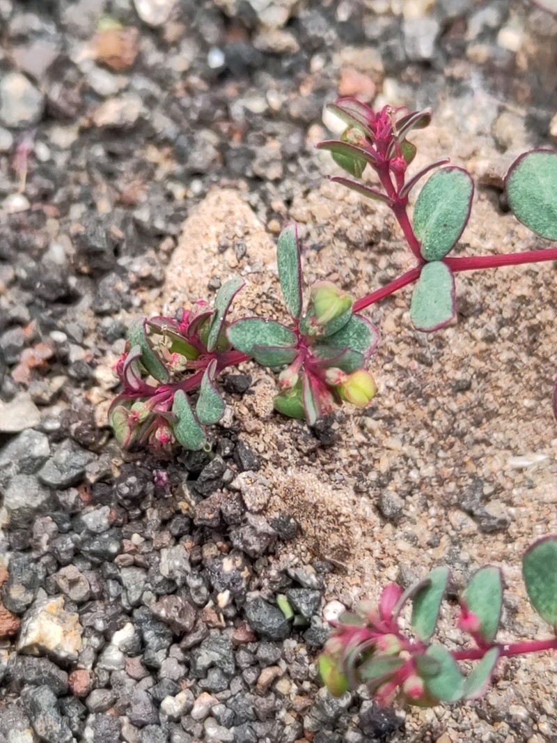 Euphorbia heleniana photo 4