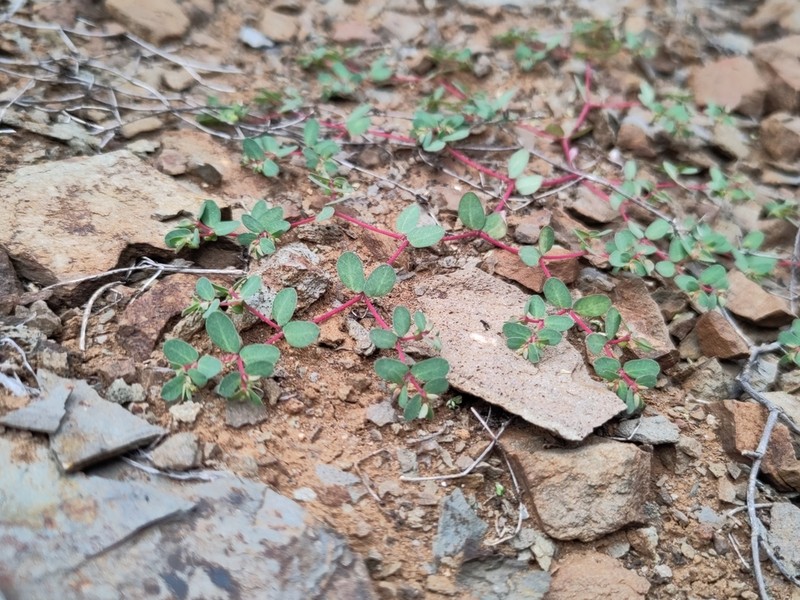 Euphorbia heleniana photo 5