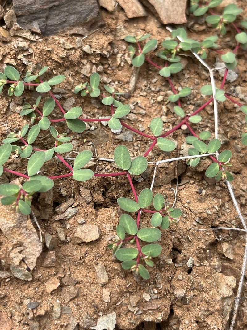 Euphorbia heleniana photo 6