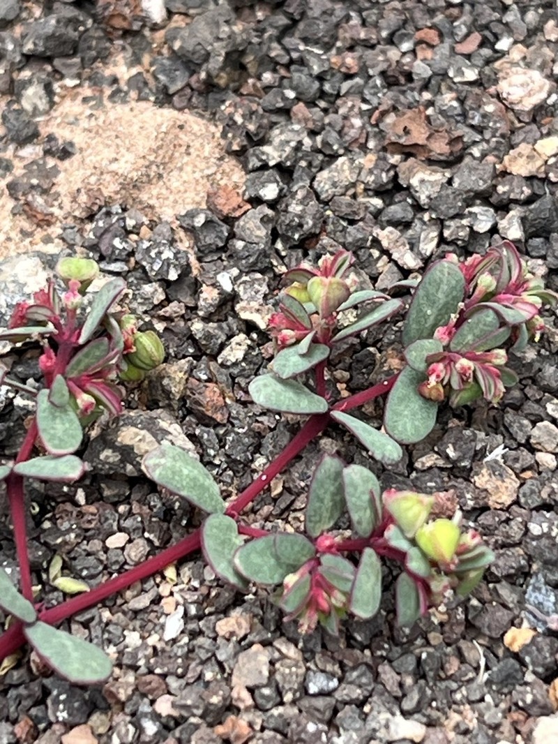 Euphorbia heleniana photo 7