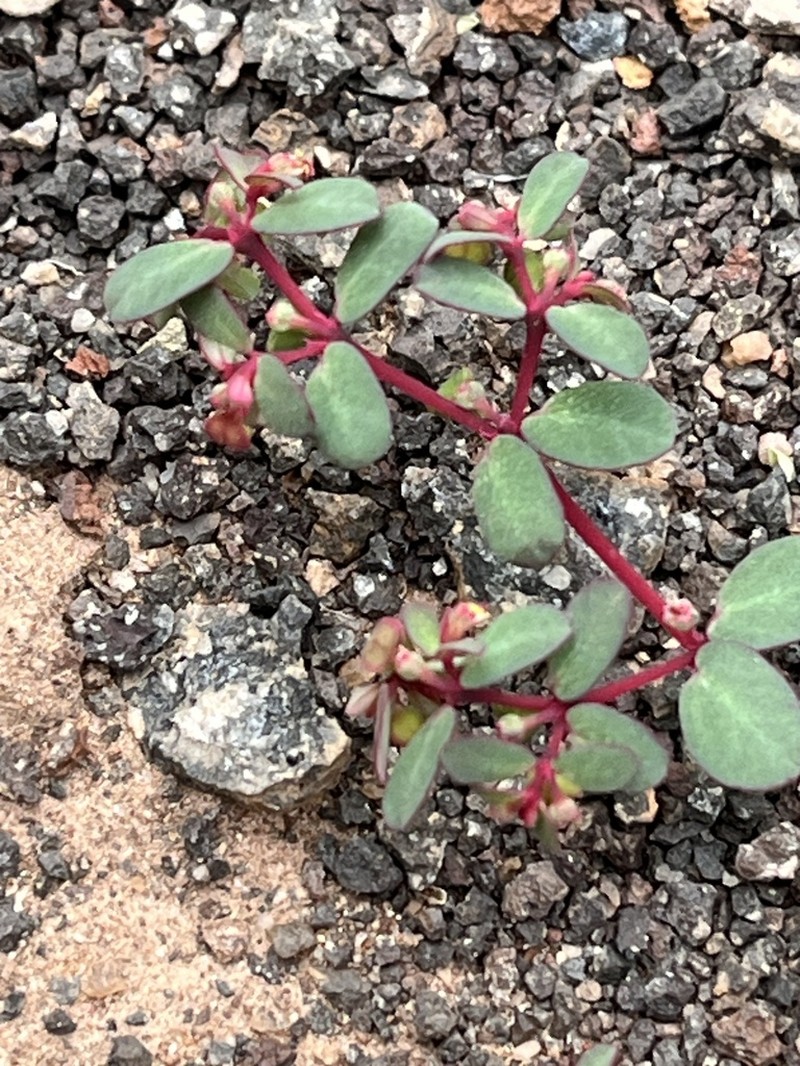 Euphorbia heleniana photo 8