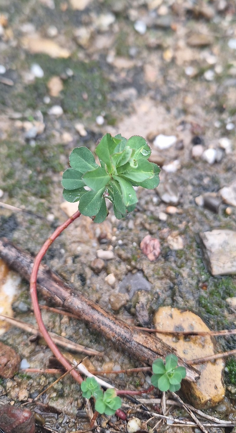 Euphorbia helioscopia subsp. helioscopia