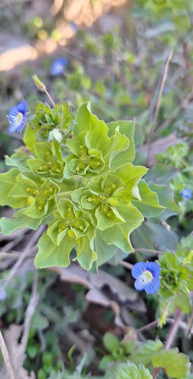 Euphorbia helioscopia subsp. helioscopia photo 2