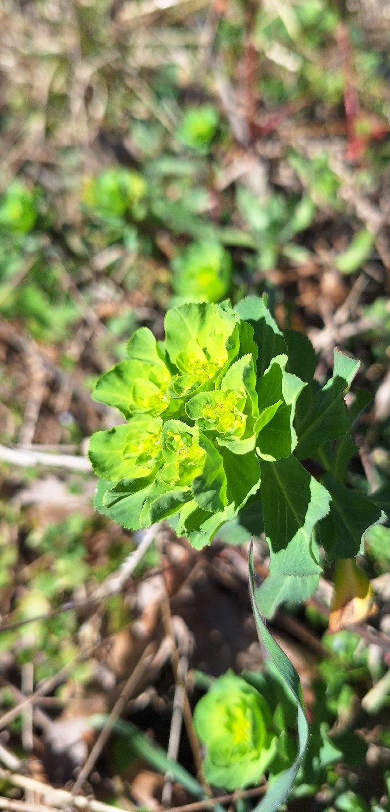 Euphorbia helioscopia subsp. helioscopia photo 3