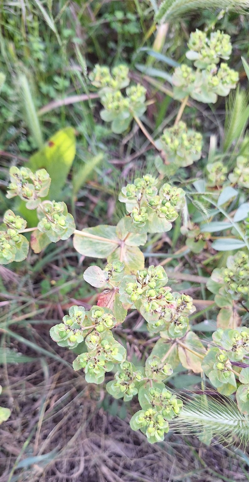 Euphorbia helioscopia subsp. helioscopia photo 4