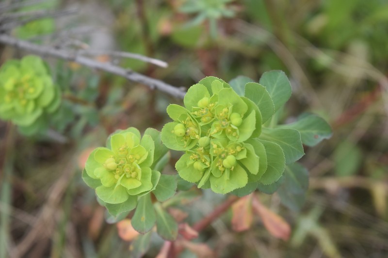Euphorbia helioscopia subsp. helioscopia photo 5