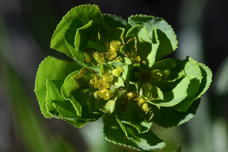 Euphorbia helioscopia subsp. helioscopioides