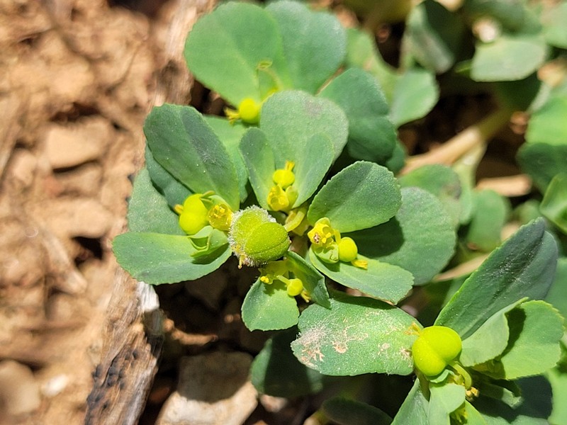Euphorbia helioscopia subsp. helioscopioides photo 2