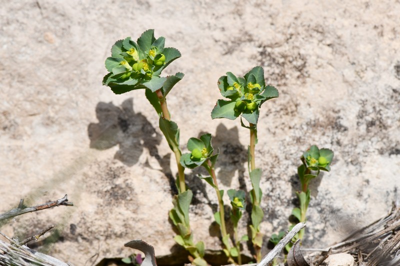 Euphorbia helioscopia subsp. helioscopioides photo 3