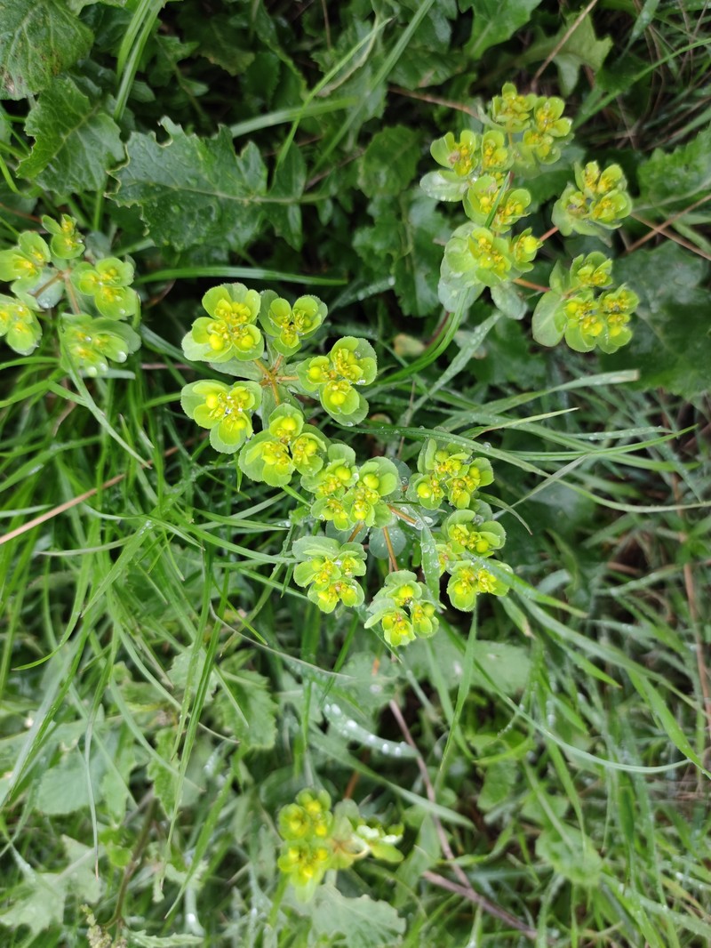 Euphorbia helioscopia subsp. helioscopioides photo 4