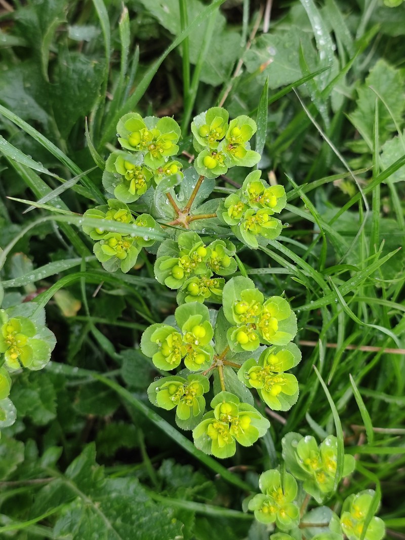 Euphorbia helioscopia subsp. helioscopioides photo 5