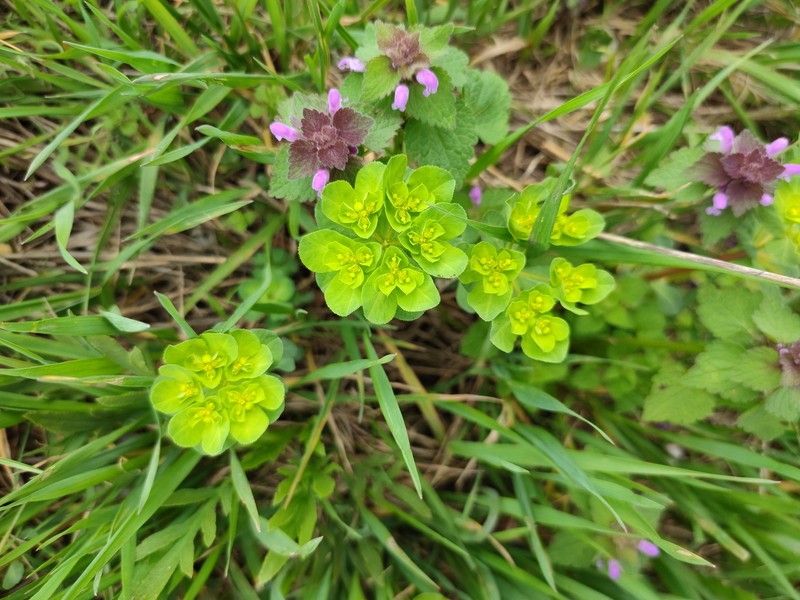 Euphorbia helioscopia subsp. helioscopioides photo 6