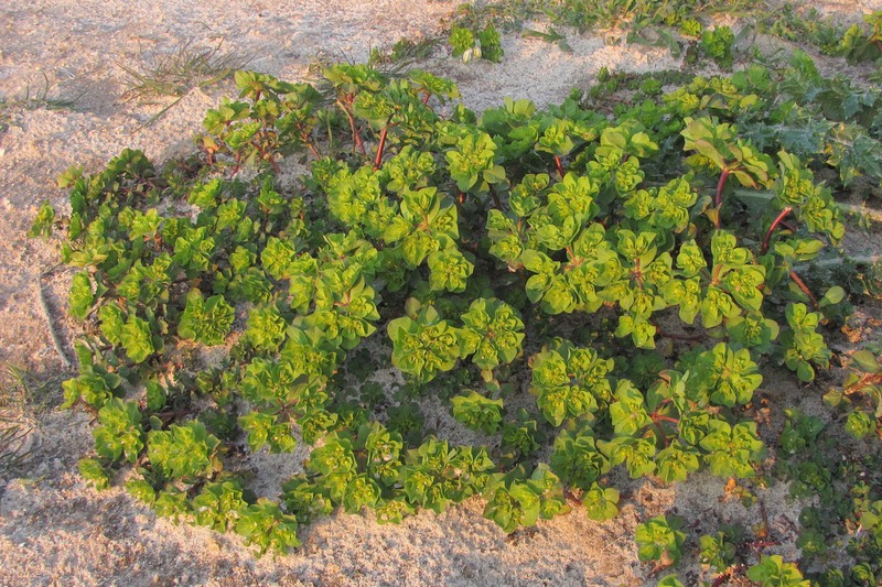 Euphorbia helioscopia subsp. helioscopioides photo 8