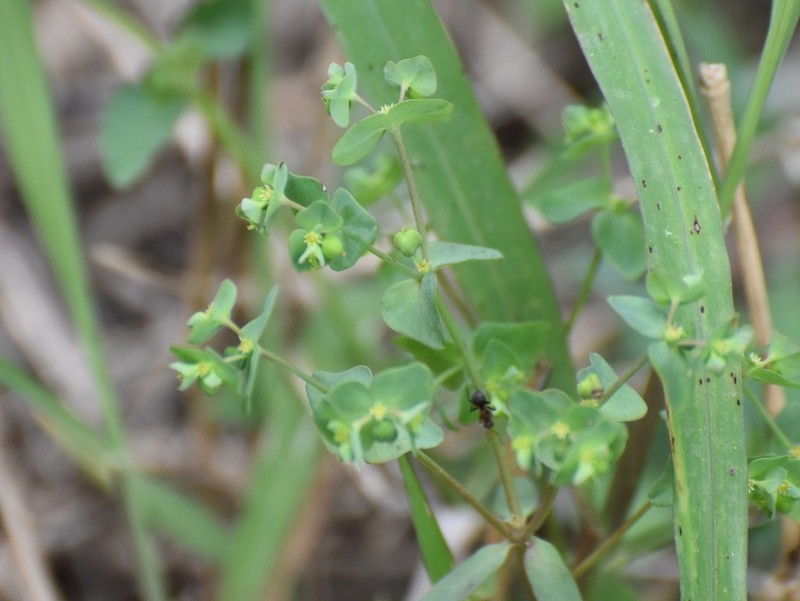 Heller's Spurge
