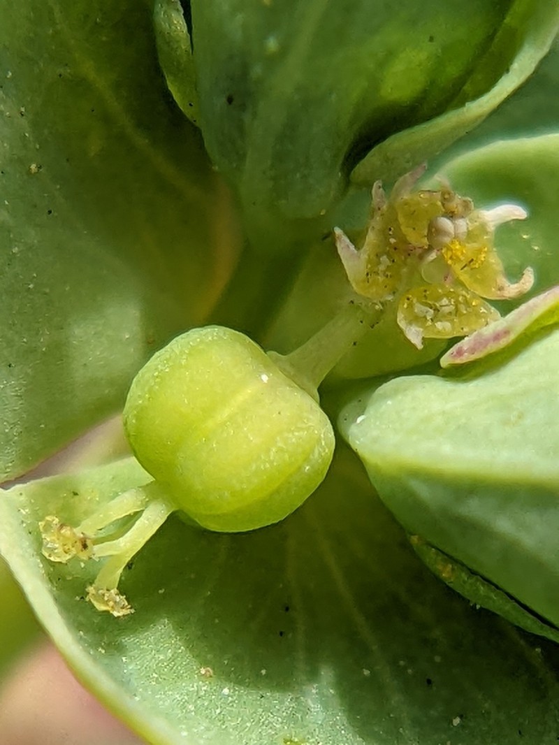 Heller's Spurge photo 2