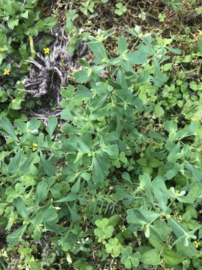 Heller's Spurge photo 3