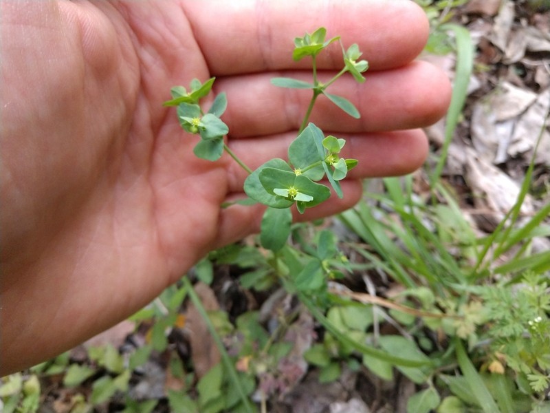 Heller's Spurge photo 4