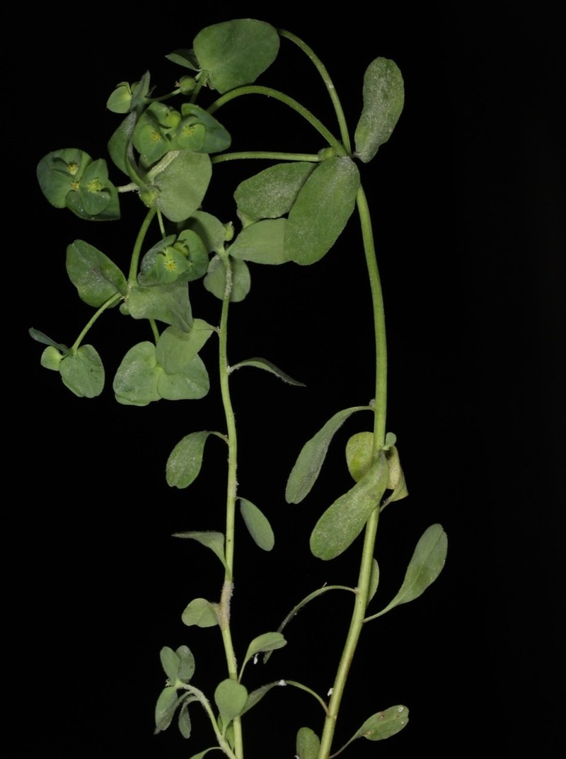 Heller's Spurge photo 5