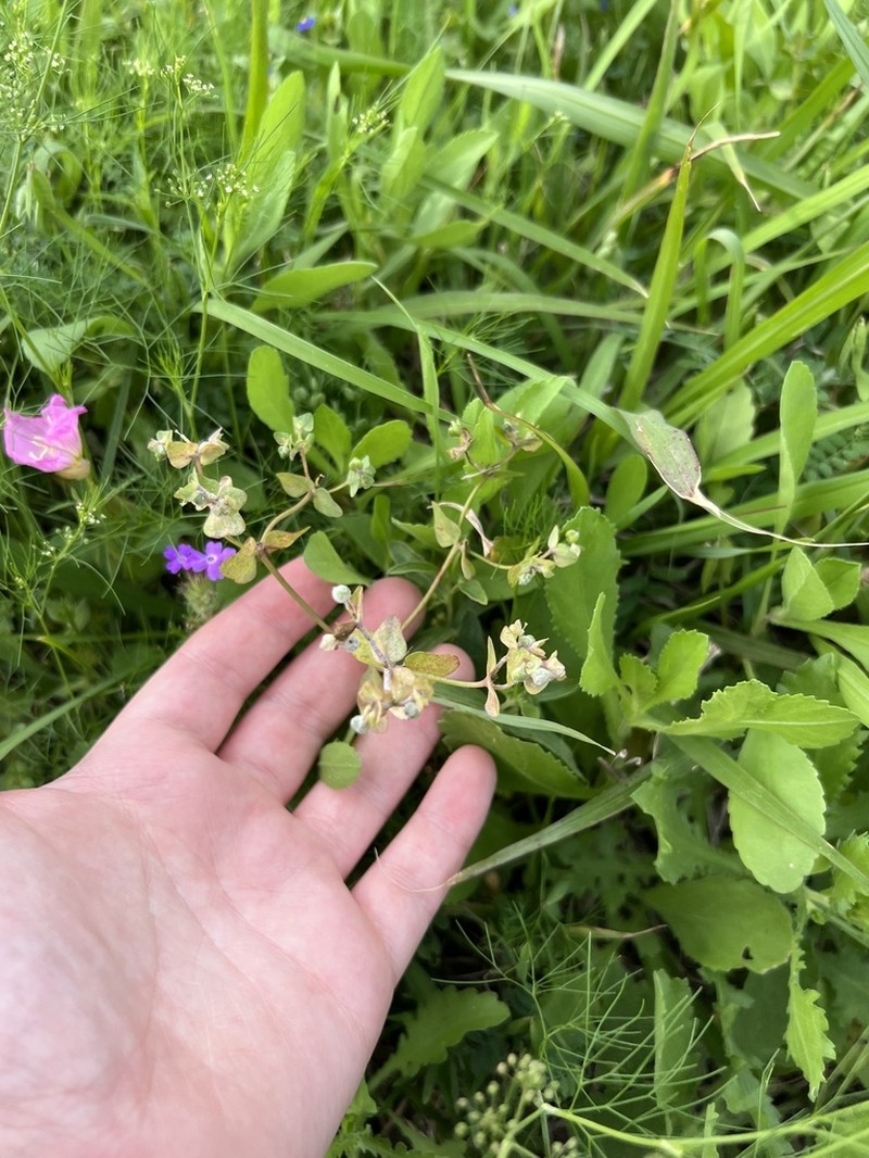 Heller's Spurge photo 6