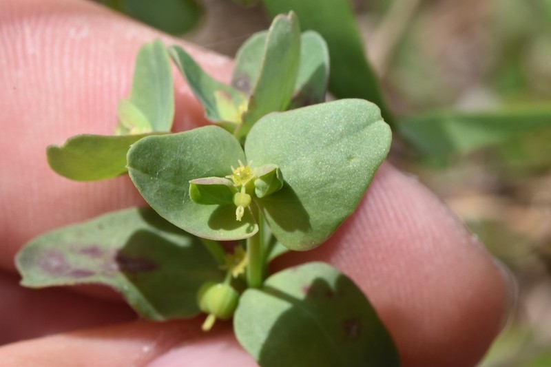 Heller's Spurge photo 7