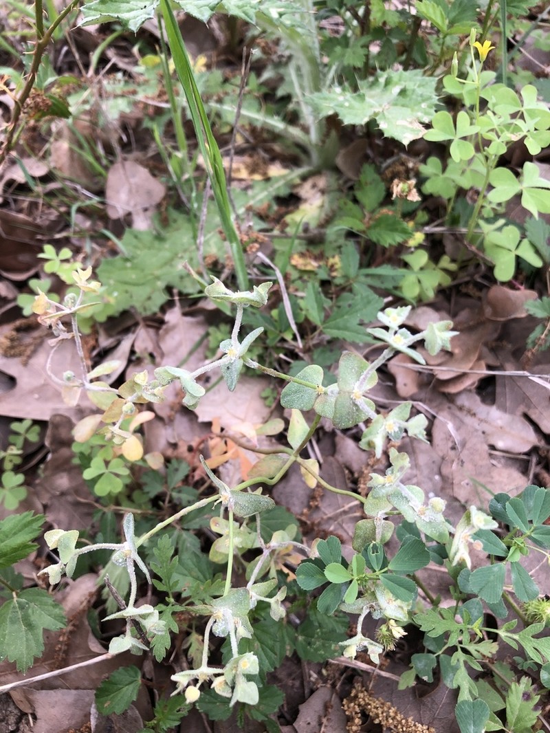 Heller's Spurge photo 8