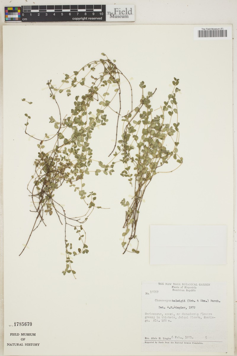 Euphorbia helwigii