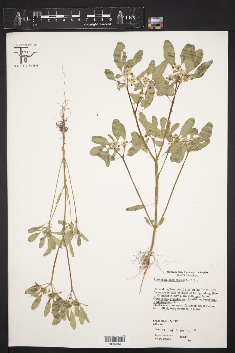 Euphorbia henricksonii