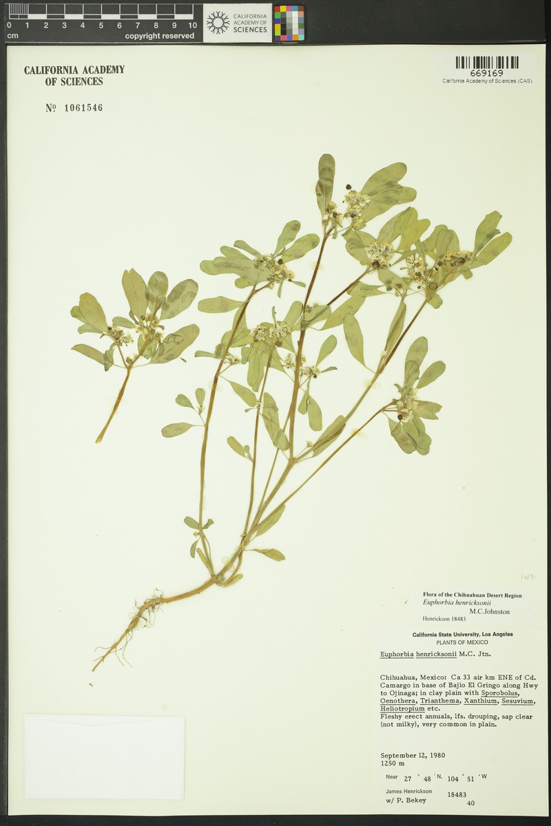Euphorbia henricksonii photo 2
