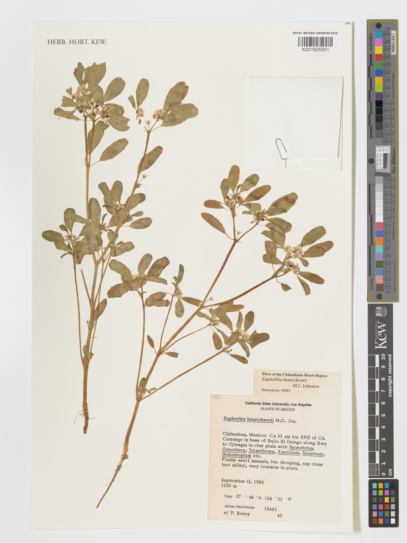 Euphorbia henricksonii photo 3