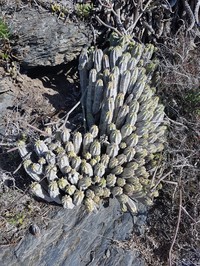 Euphorbia heptagona