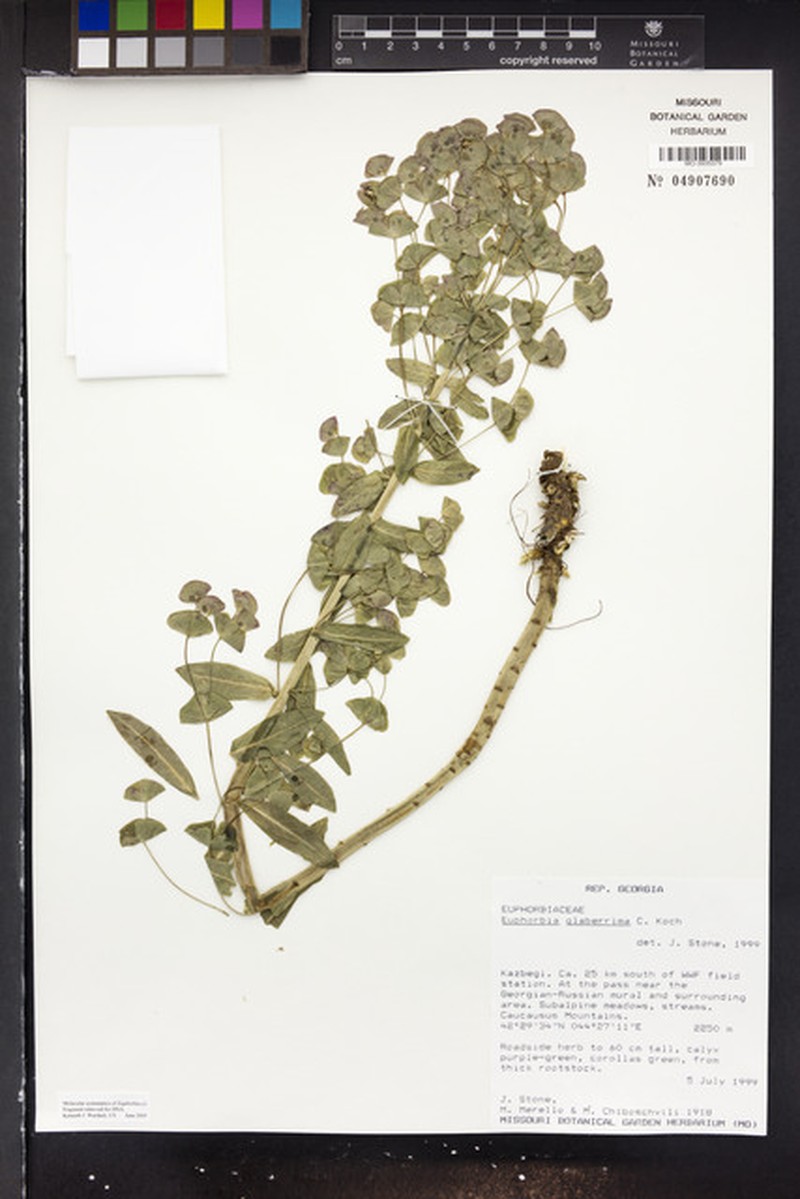 Euphorbia heraldiana