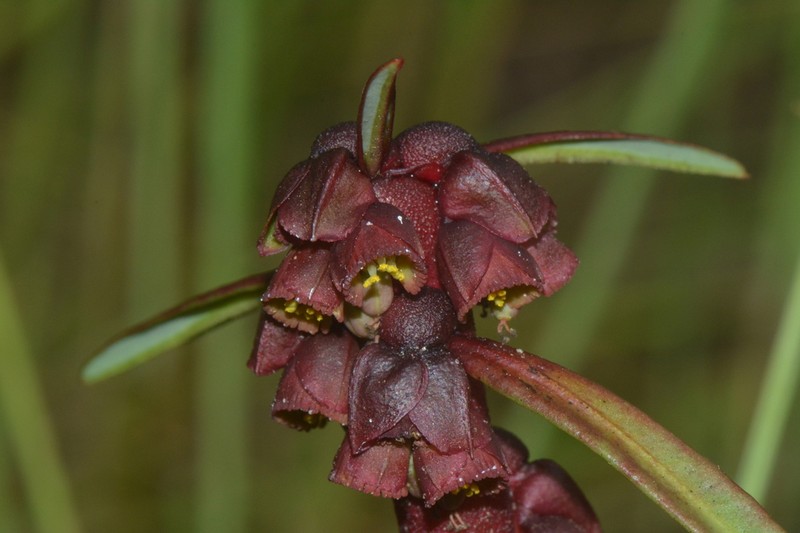 Euphorbia herbacea