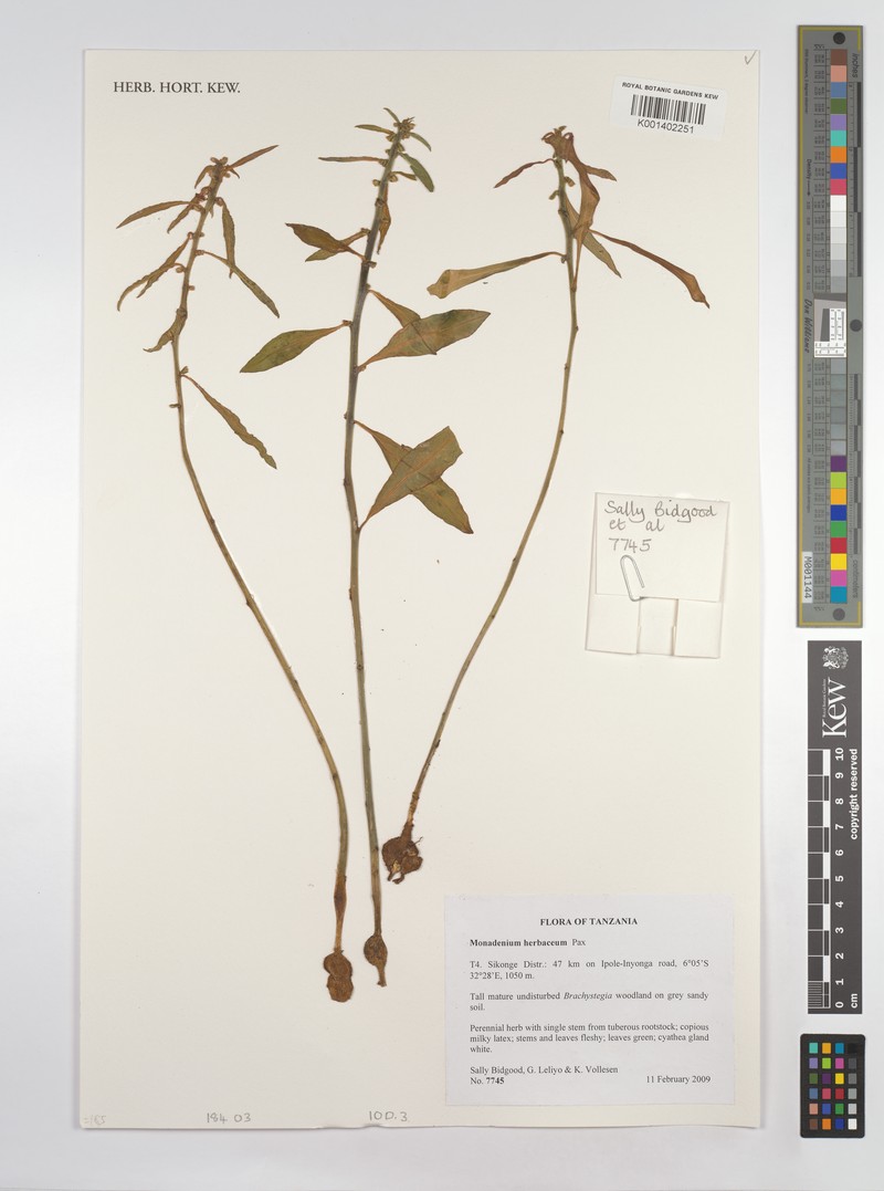 Euphorbia herbacea photo 2