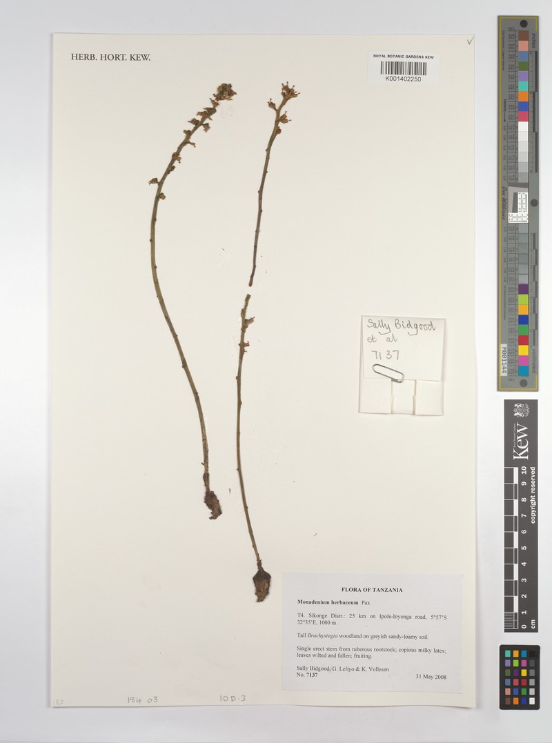 Euphorbia herbacea photo 4