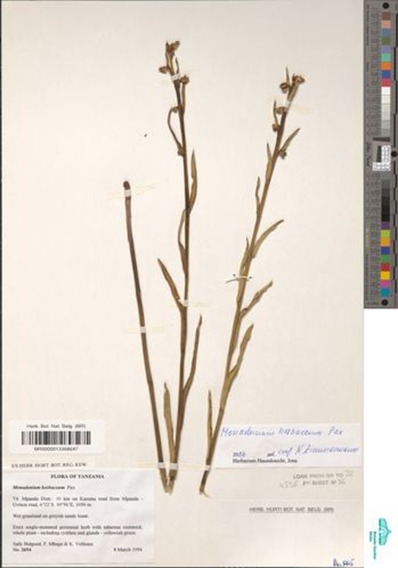 Euphorbia herbacea photo 5