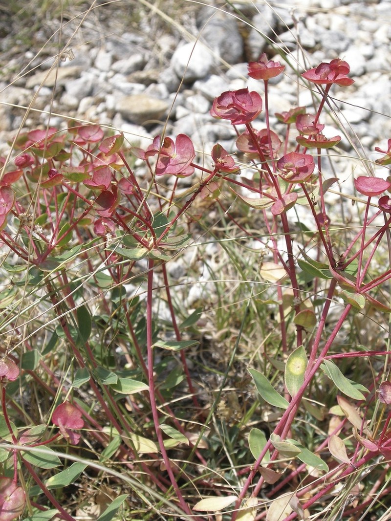 Euphorbia hercegovina photo 2