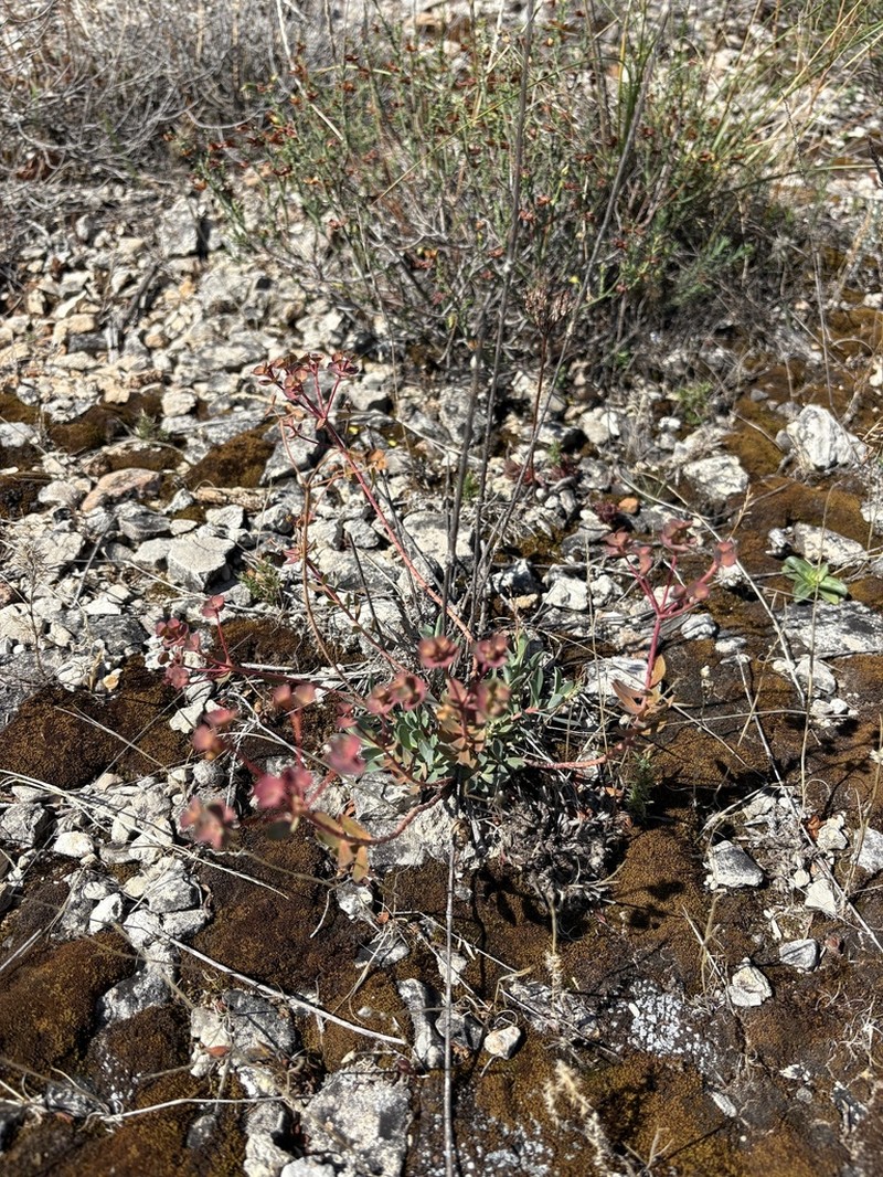 Euphorbia hercegovina photo 3