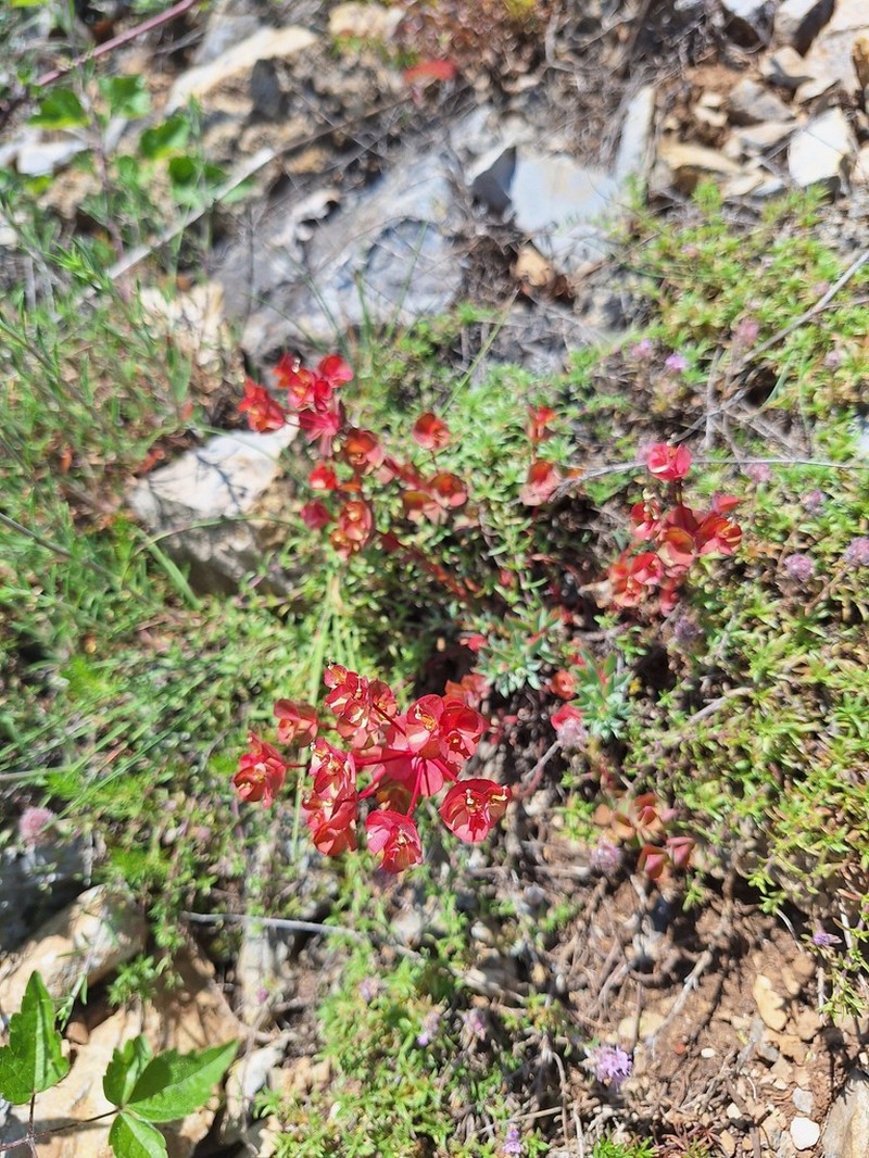 Euphorbia hercegovina photo 4